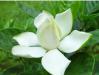 Gardenia extract