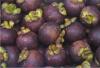 Mangosteen Extract