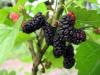 Mulberry Fruit Extract