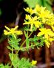  St John's Wort Powder Extract 