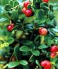 Bearberry Powder Extract 