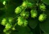 Hops Flower Extract