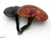 Reishi Mushroom Powder Extract