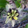 Passion flower Powder Extract 