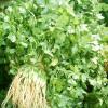 Cilantro Powder Extract