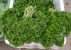 Parsley Powder Extract