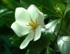 Gardenia yellow