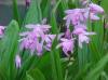 Bletilla striata powder extract