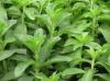 Stevia Powder Extract