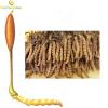 Cordyceps Extract Powder  