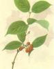 Cornus Extract