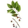 Pygeum africanum Extract