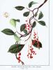 Schisandra chinensis Extract