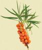 Sea Buckthorn extract