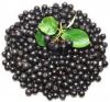 Aronia Extract powder(chokeberry)