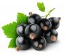 Black Currant extract