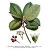 Sacred Bark Extract powder (Rhamnus purshiana)