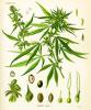 Hemp seed Extract