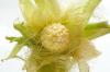 Corn silk Extract powder