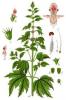 Motherwort Extract(Leonorus cardiaca)-US Stock available