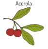 Acerola Cherry Powder Extract