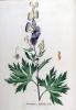 Aconitum napellus powder Extract