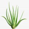 Aloe Vera Extract