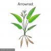 Arrowroot  Powder Extract