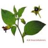 Belladonna Powder Extract