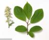 Bird Cherry Powder Extract