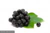 Black Cherry Powder Extract 