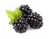 Blackberry Fruit Powder Extract