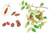 Jujube seed Extract