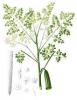 Moringa oleifera extract